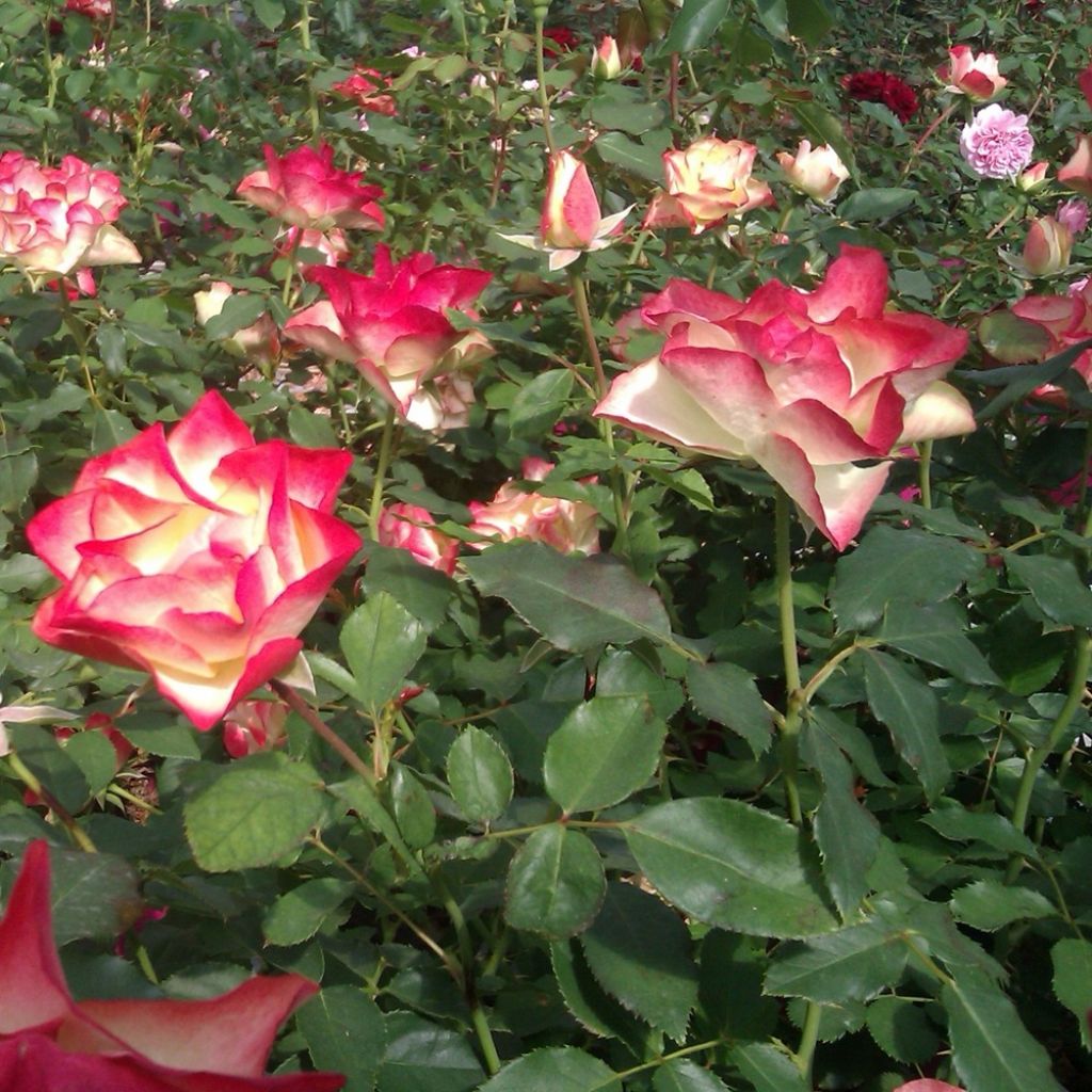 Roseira floribunda Origami