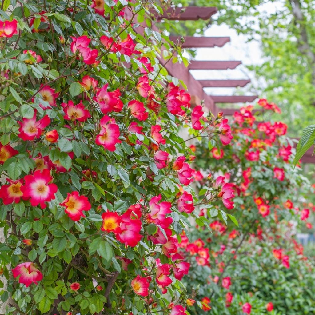 Roseira trepadeira Cocktail