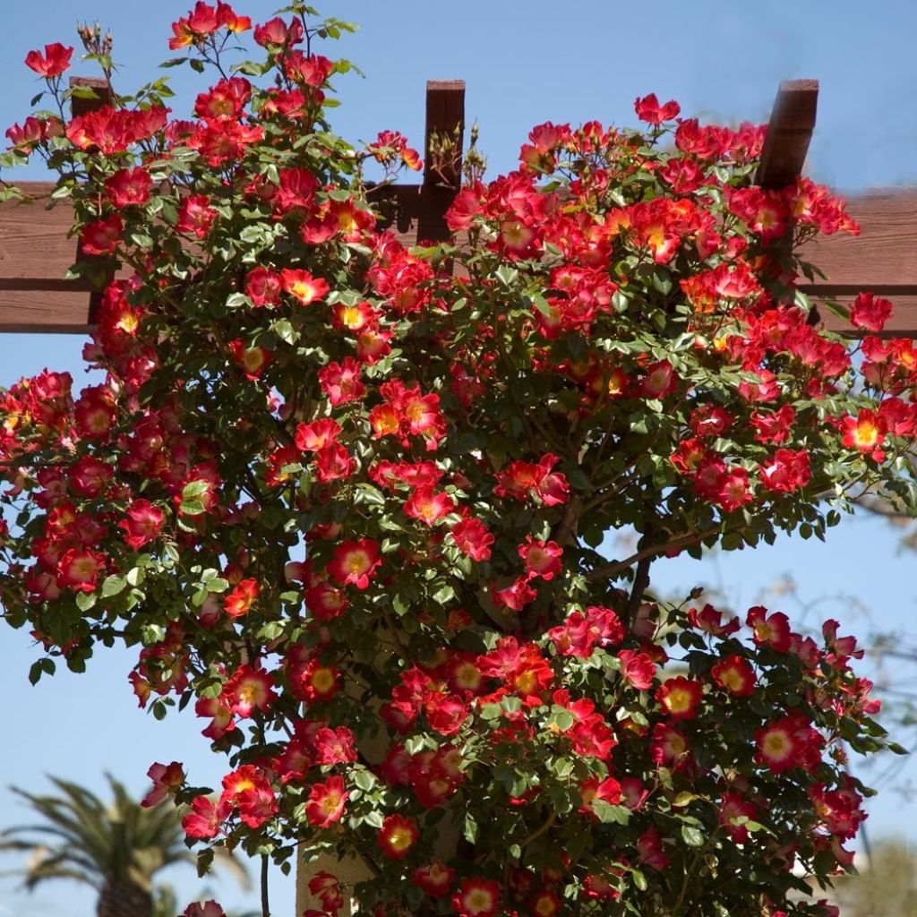 Roseira trepadeira Cocktail