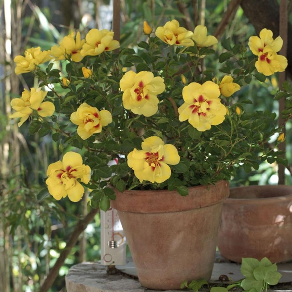 Roseira trepadeira Eyeconic