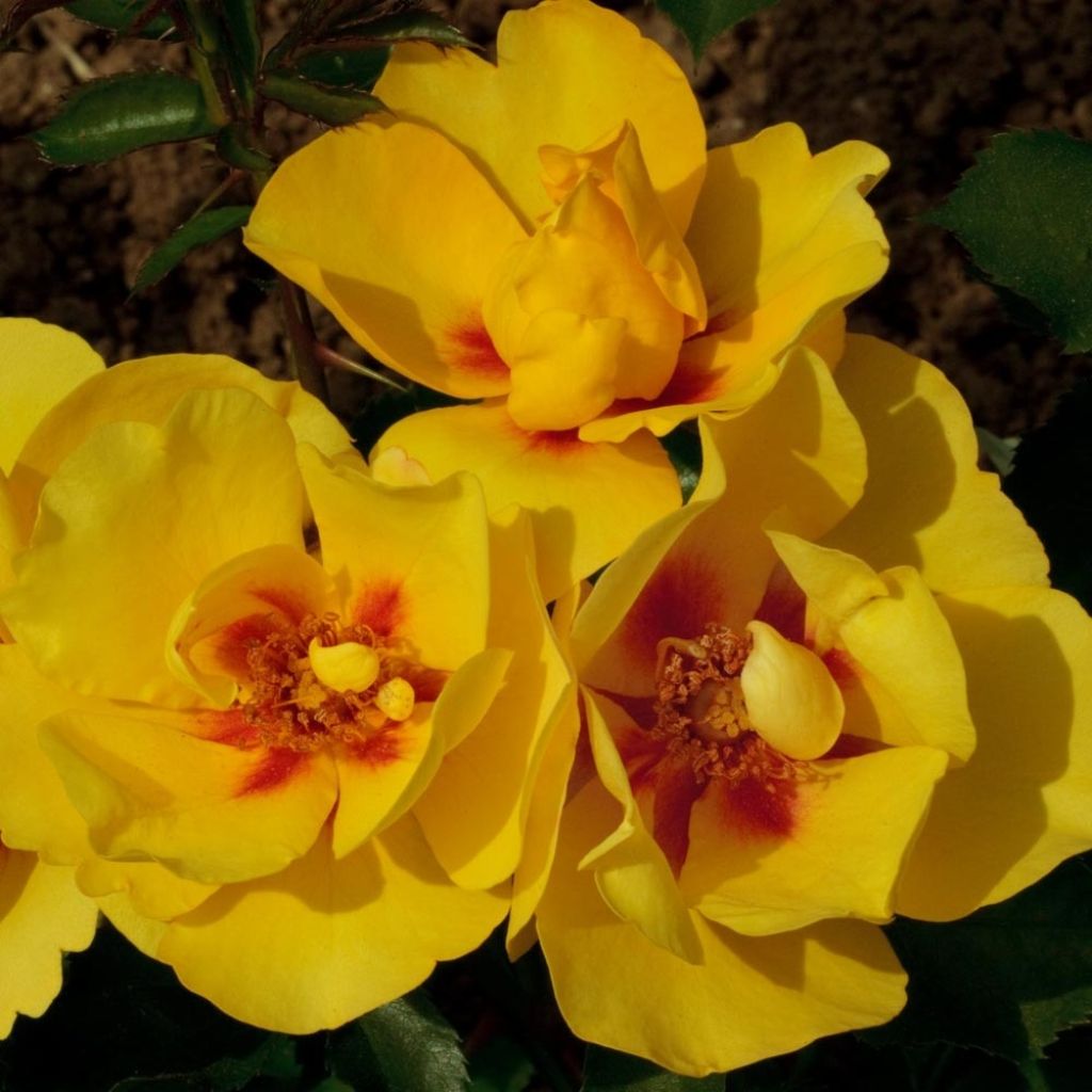 Roseira trepadeira Eyeconic