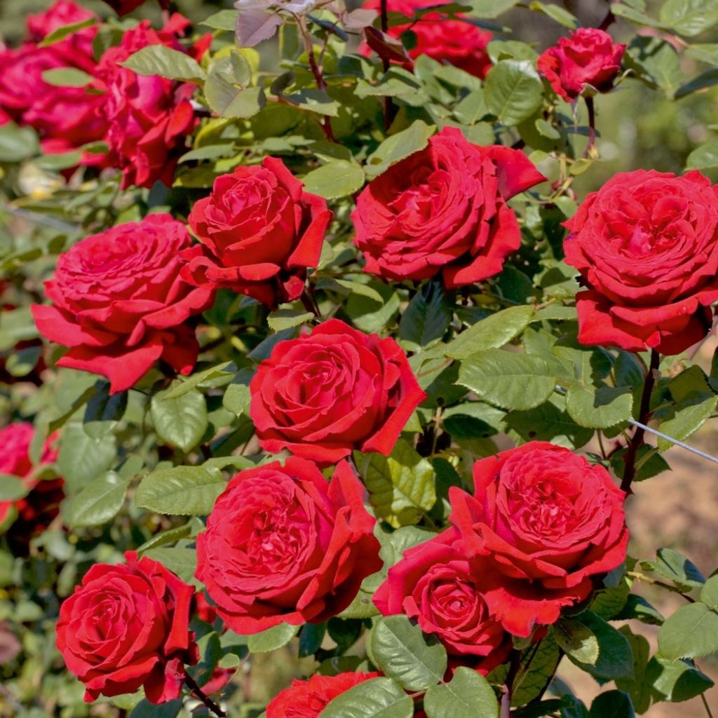 Roseira trepadeira BOTERO