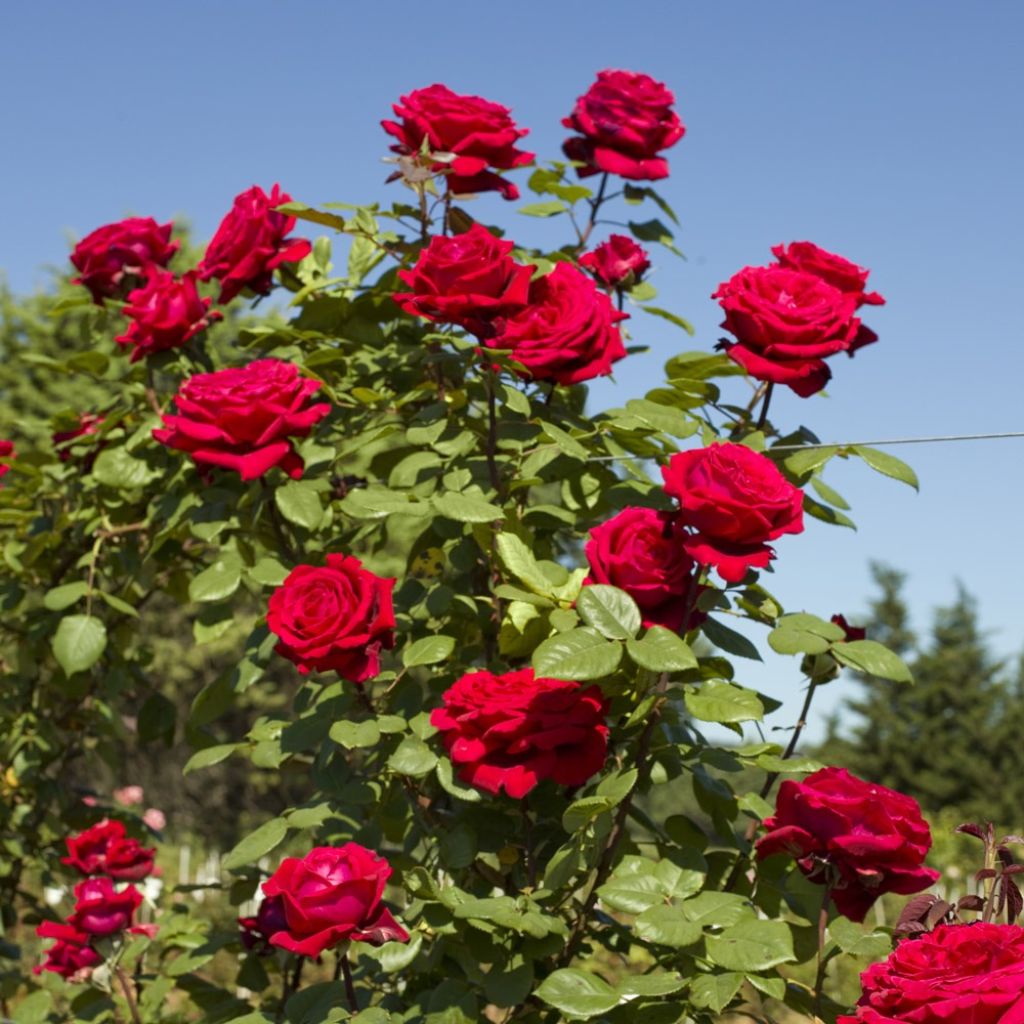 Roseira trepadeira BOTERO