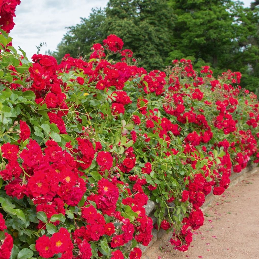 Roseira paisagística Hello