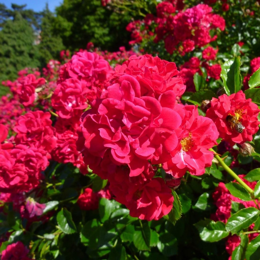 Roseira paisagística Hello