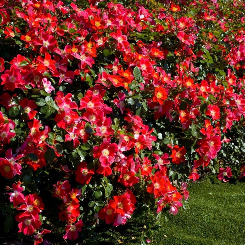 Roseira arbustiva Candia Meidiland