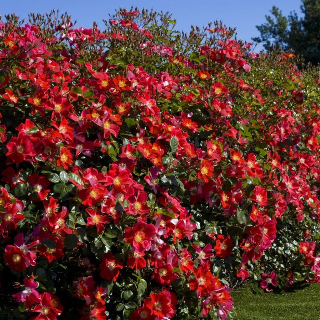 Roseira arbustiva Candia Meidiland