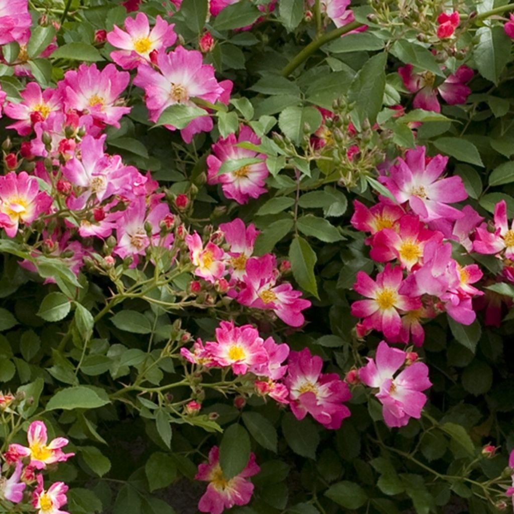 Roseira miniatura Pink Drift