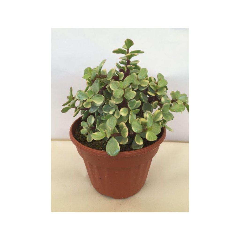 Arbusto-elefante Variegata - Portulacaria afra