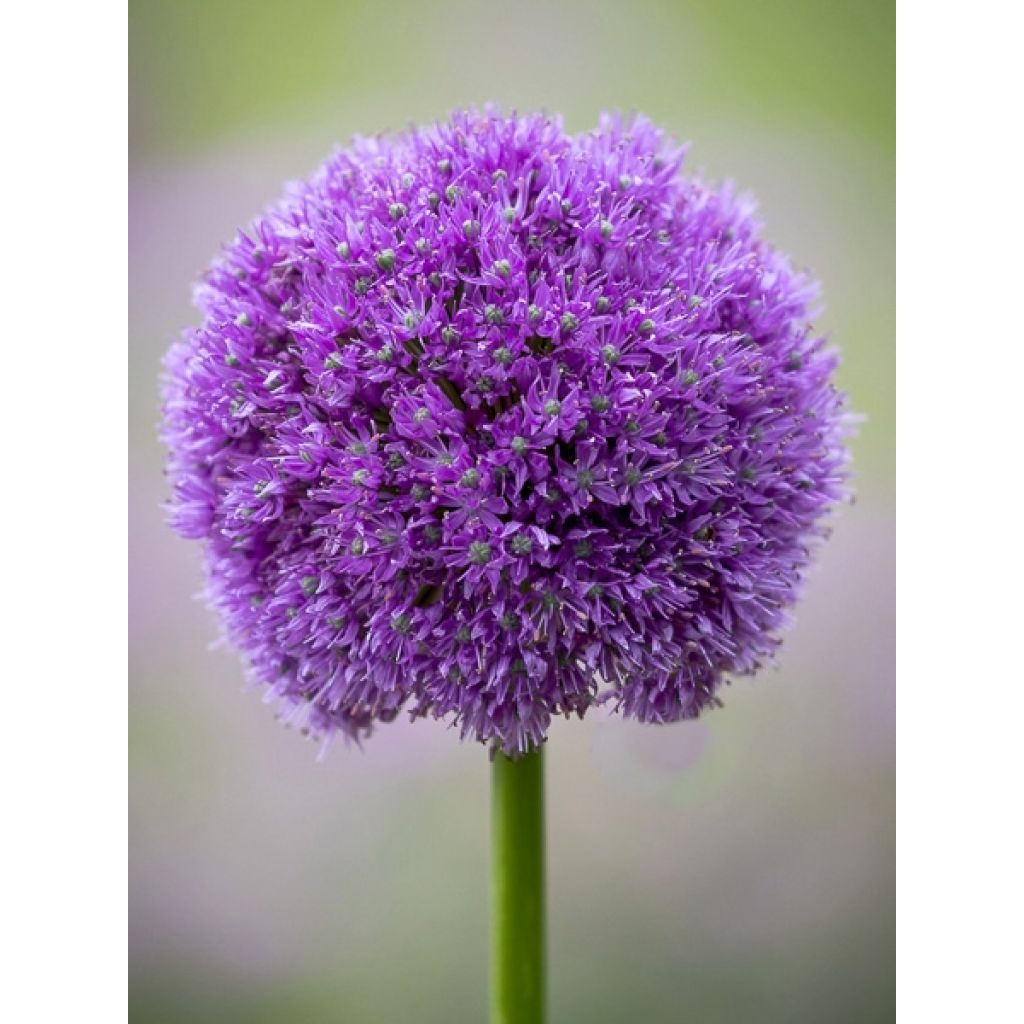 Allium macleanii