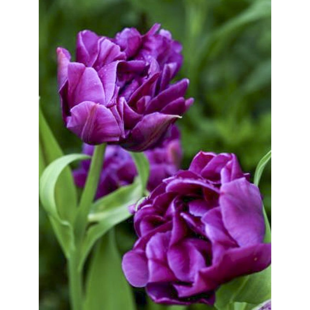 Tulipa Dobrada precoce Purple Pion