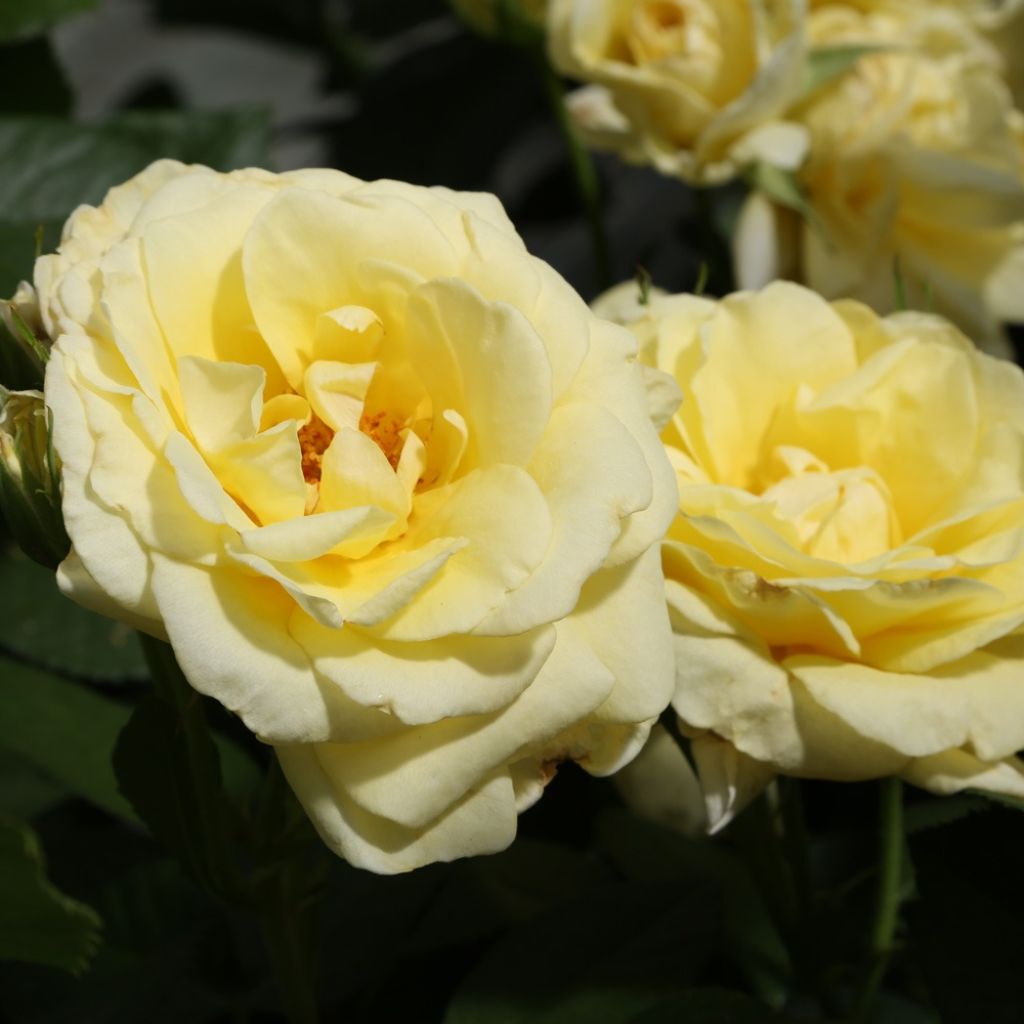 Roseira floribunda Rustica III