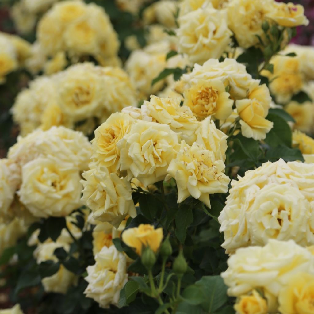 Roseira floribunda Rustica III