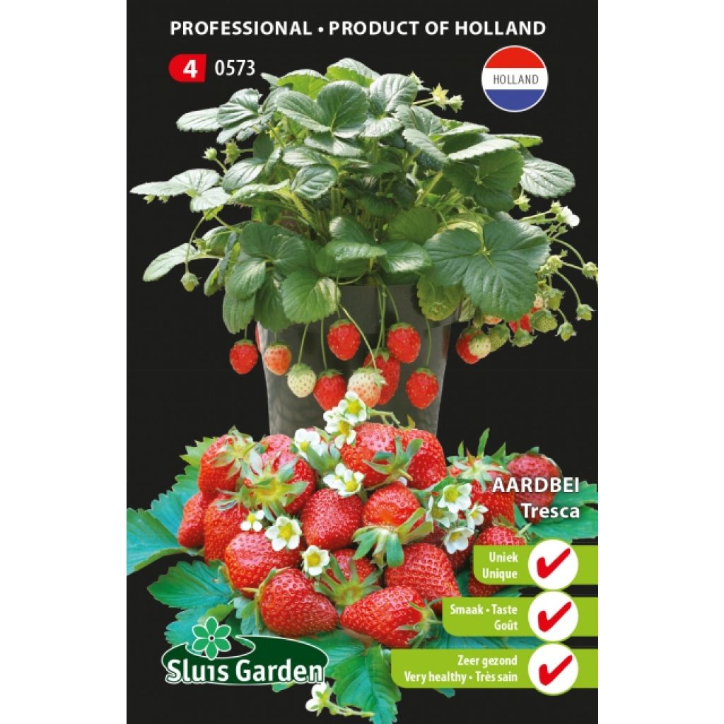 Morangueiro Temptation - Tresca