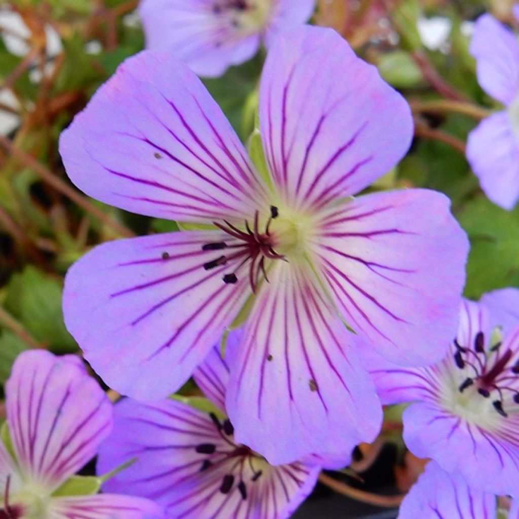 Geranium wallichianum Magical® All Summer Delight
