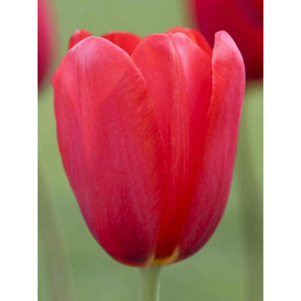 Tulipa Simples tardia Sky High Scarlet