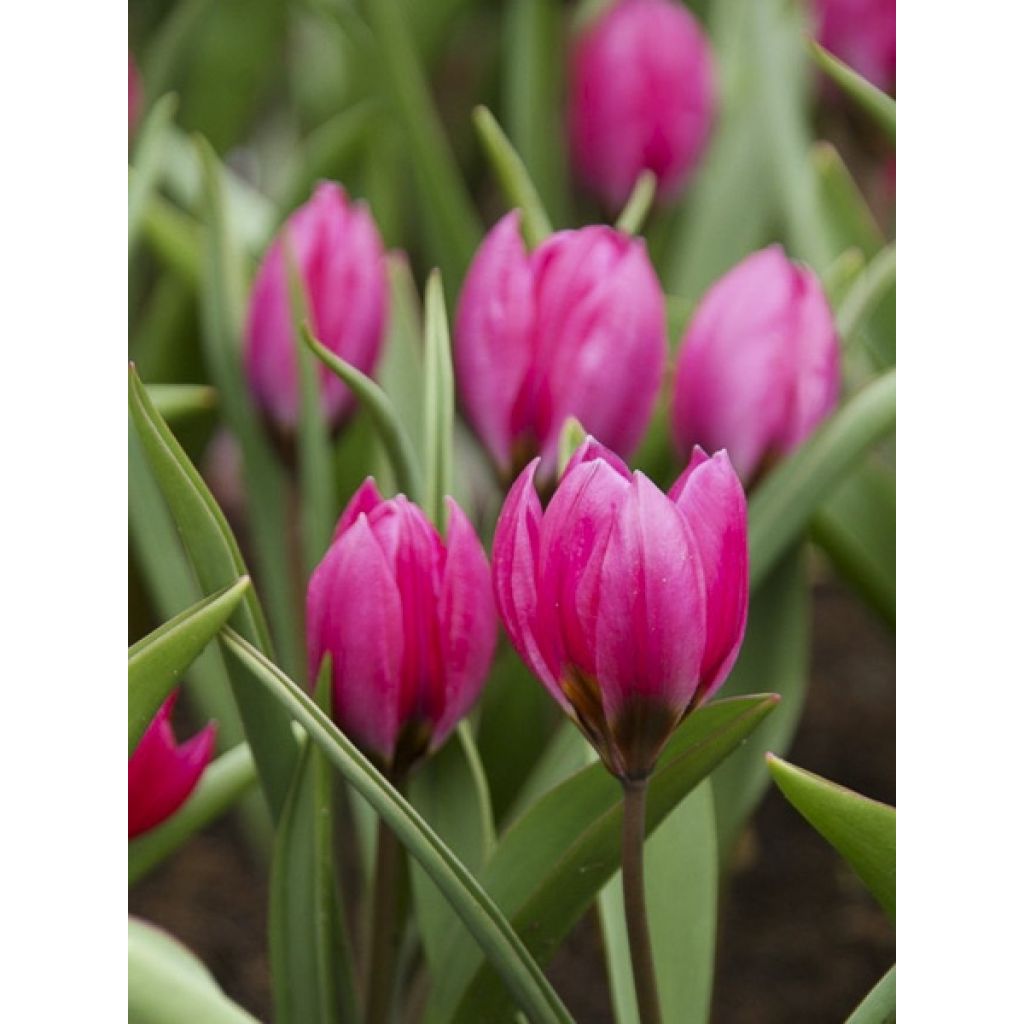 Tulipa humilis var. pulchella Violacea