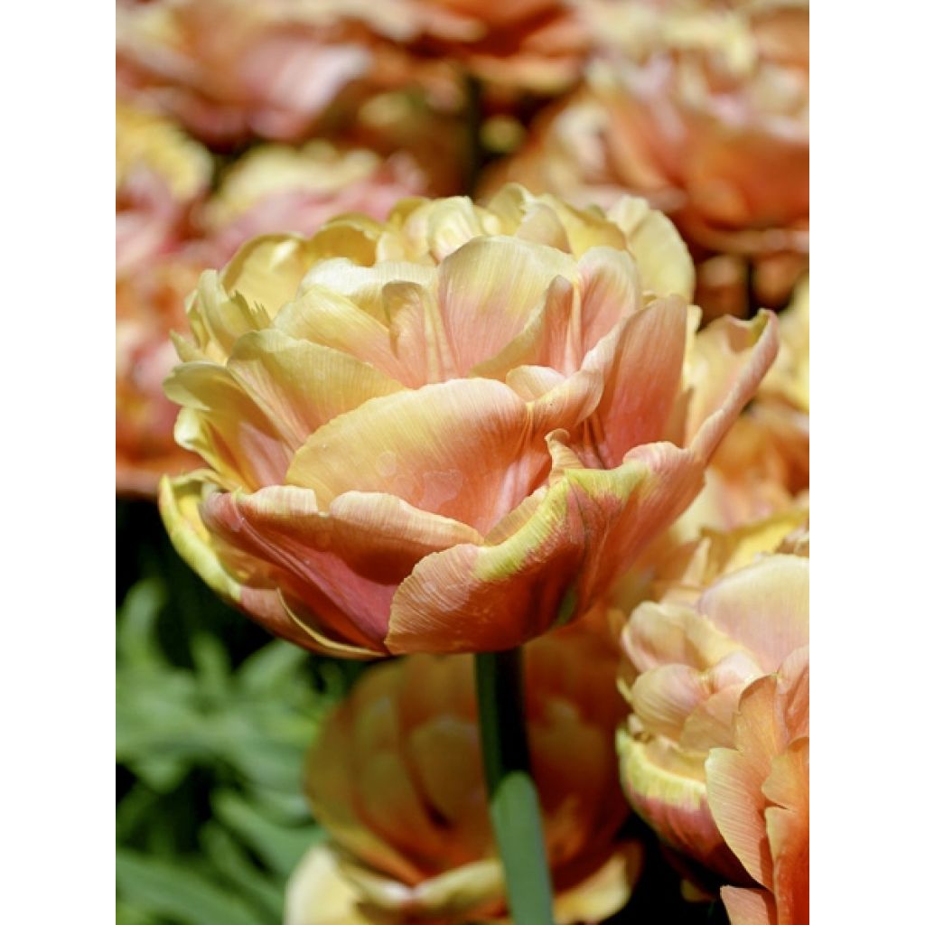Tulipa Dobrada precoce Copper Image