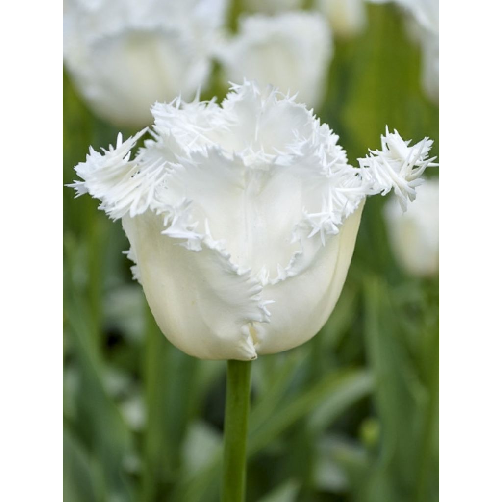 Tulipa com franja Daytona