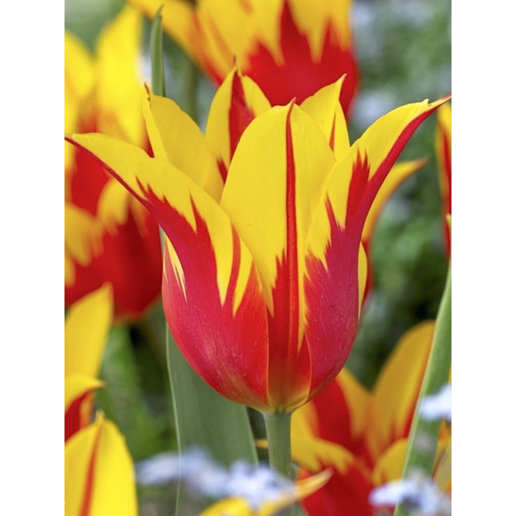 Tulipa Lírio Fire Wings