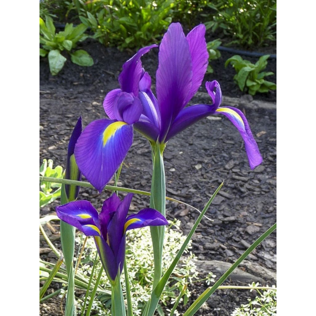 Iris hollandica Purple Sensation