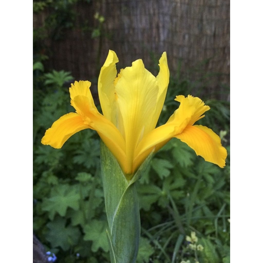 Iris hollandica Royal Yellow