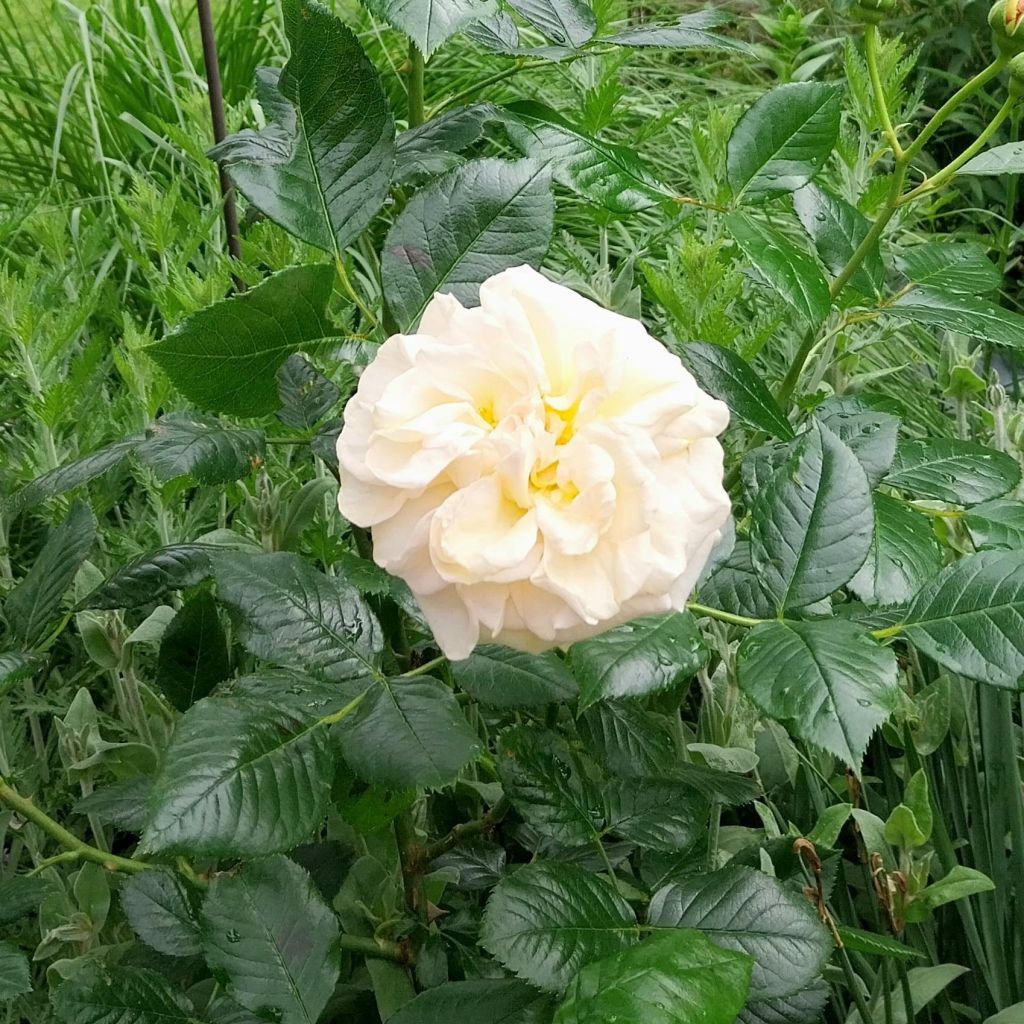 Roseira paisagística Amber Voluptia