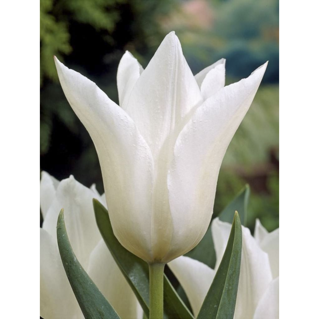 Tulipa Lírio White Triumphator