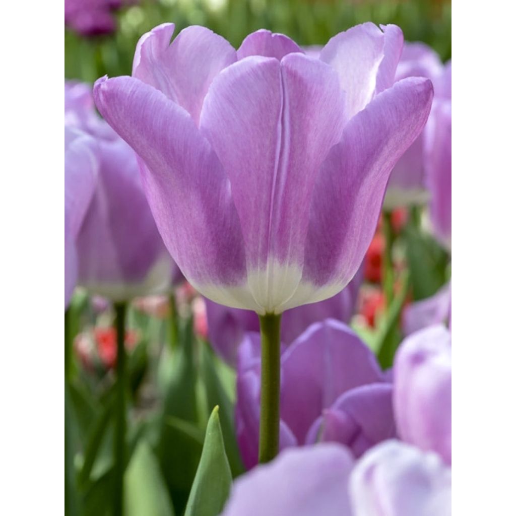 Tulipa Triunfo Magic Lavender