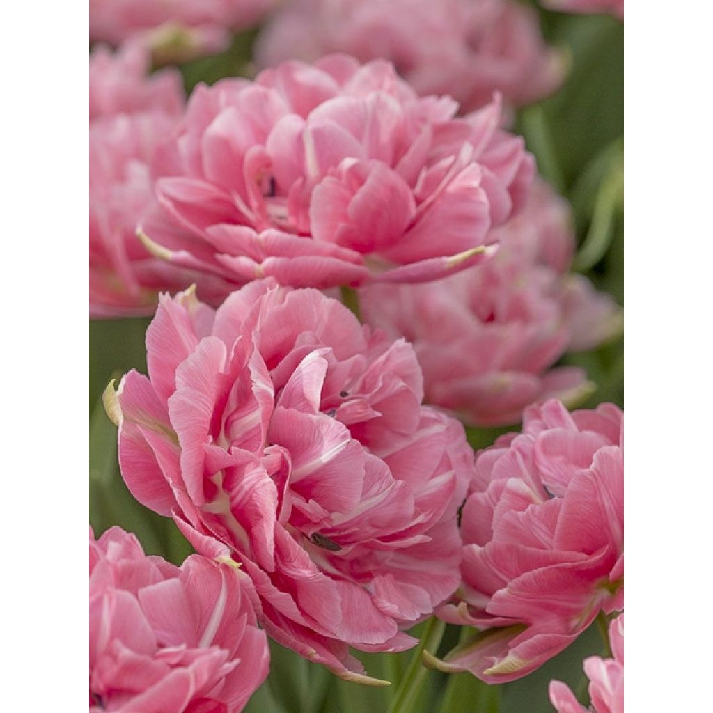 Tulipa Dobrada tardia Aveyron