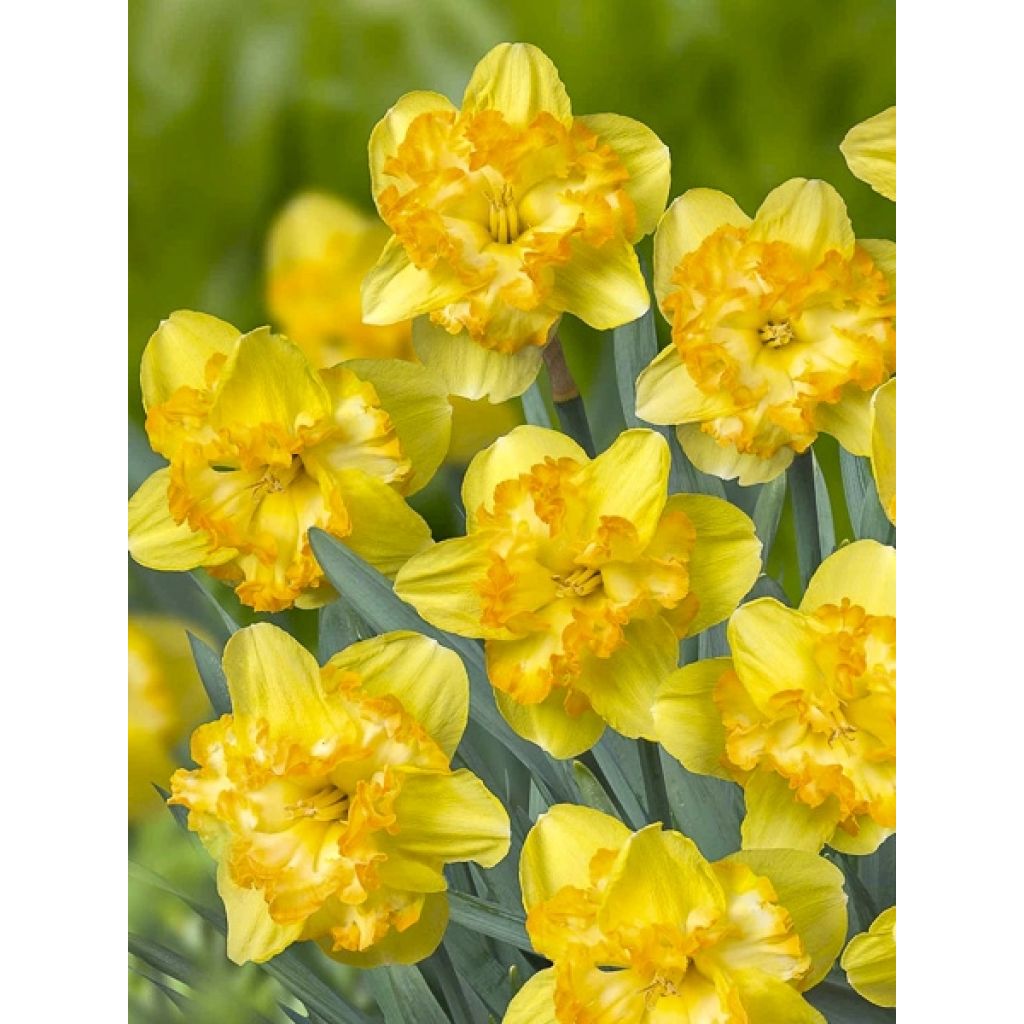 Narciso de coroa dividida Blazing Starlet