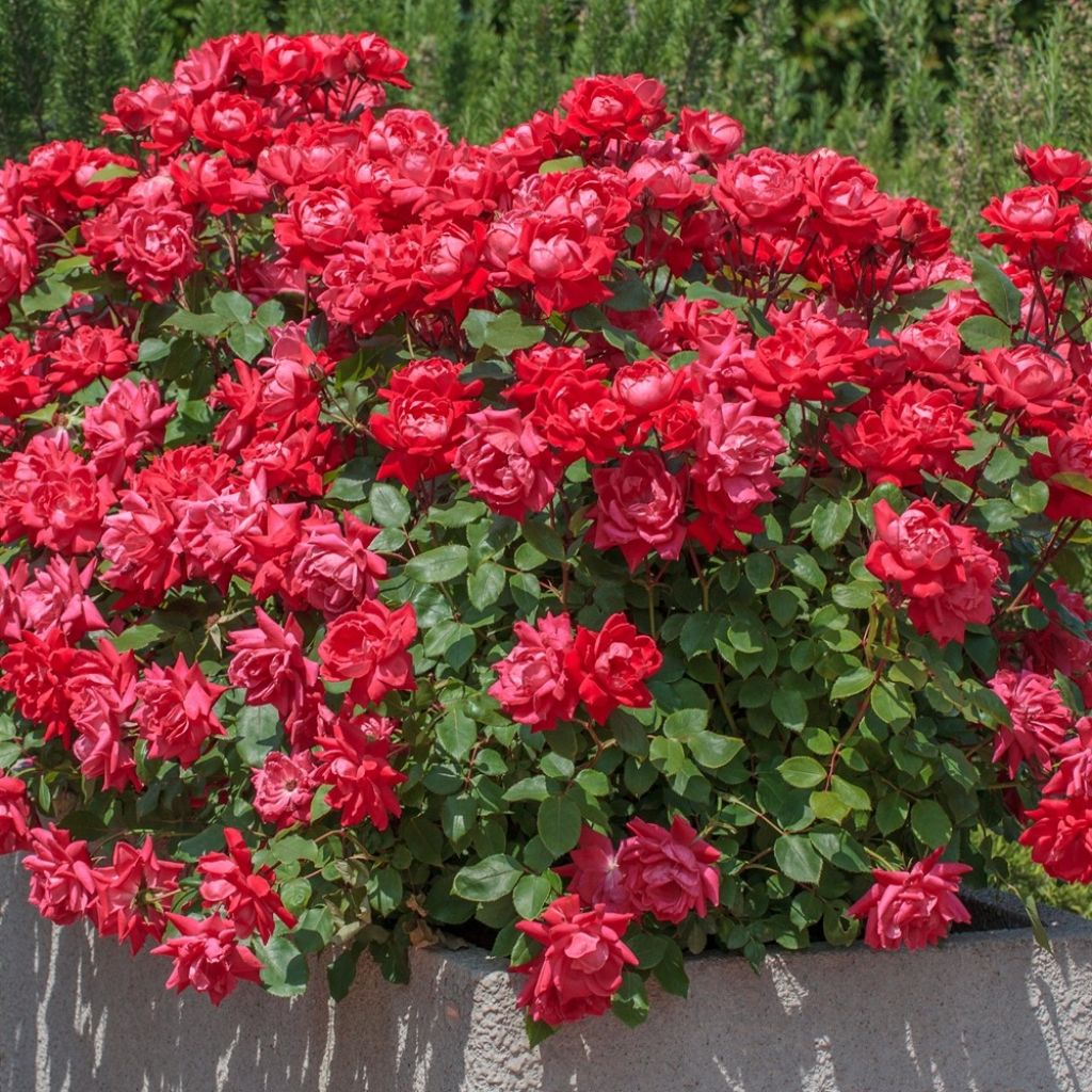 Roseira miniatura Double Knock Out