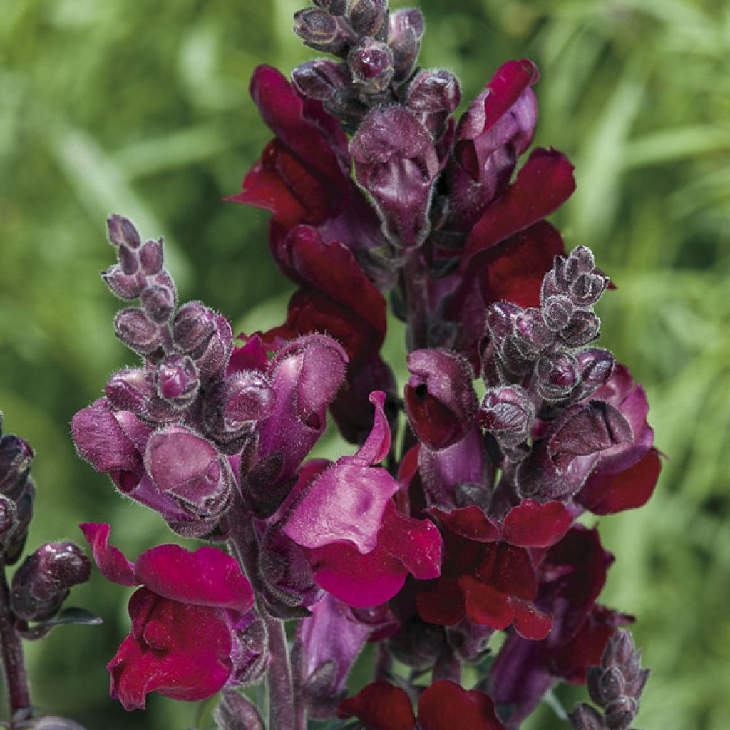 Antirrhinum Black Prince em sementes