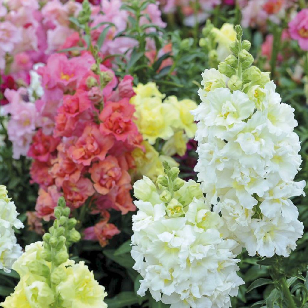 Antirrhinum Double Madame Butterfly Mixed em sementes