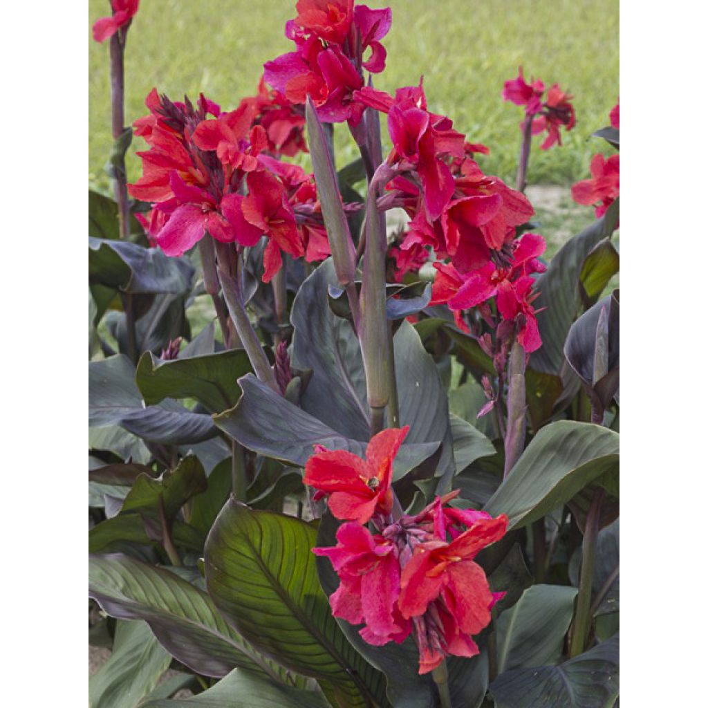 Canna Feu Magique