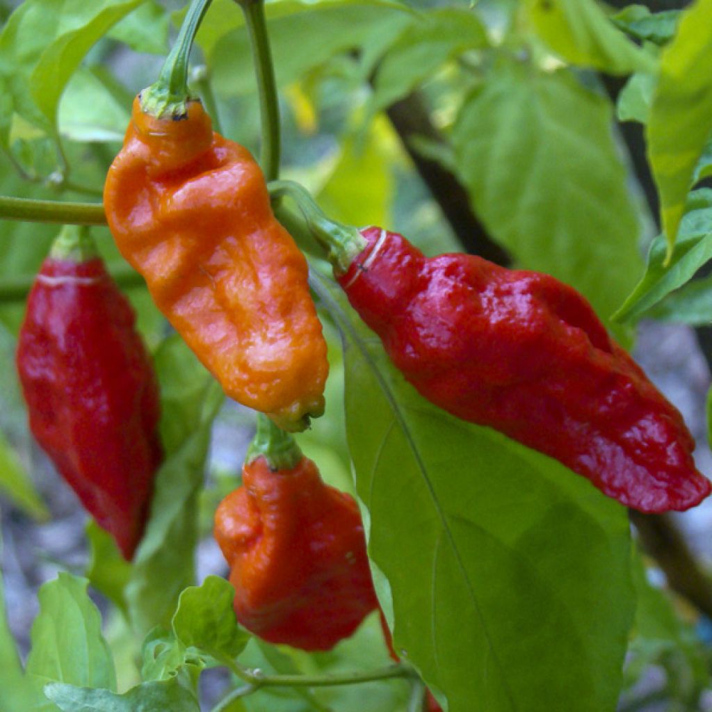 Pimento Naga Jolokia