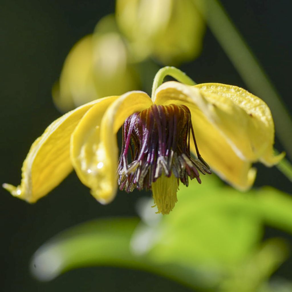 Clematis tangutica Golden Harvest