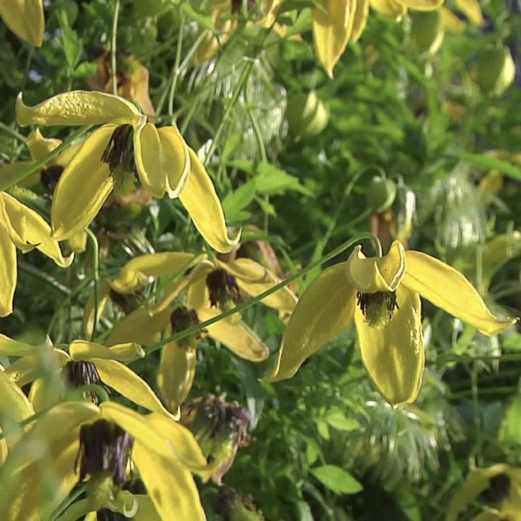 Clematis tangutica Golden Harvest