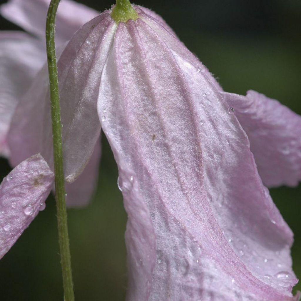 Clematis viticella Hagelby Pink