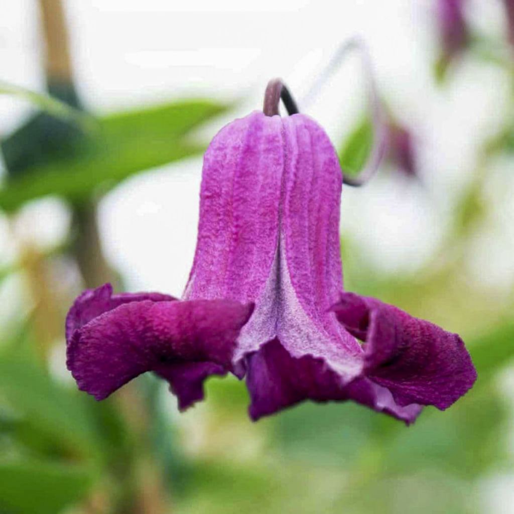 Clematis viticella Queen Mother