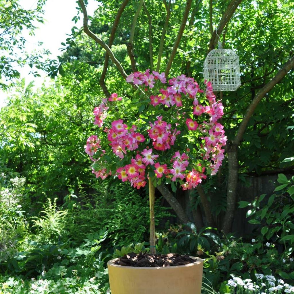 Roseira miniatura Pink Drift