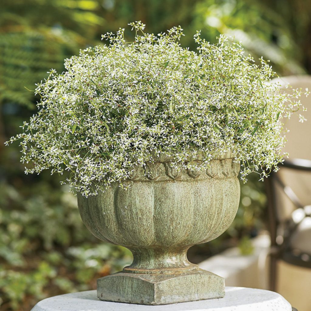 Euphorbia hypericifolia Diamond Frost