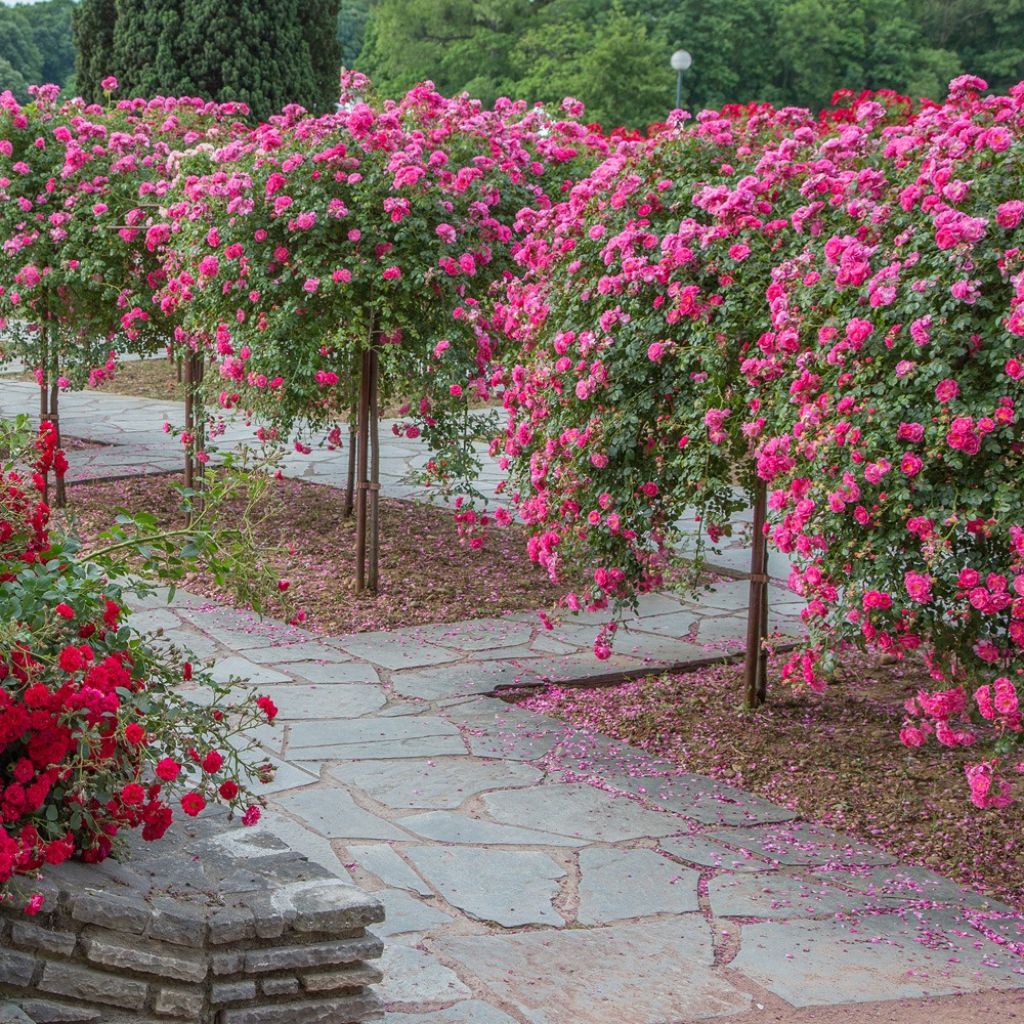 Roseira chorão Magic Meidiland