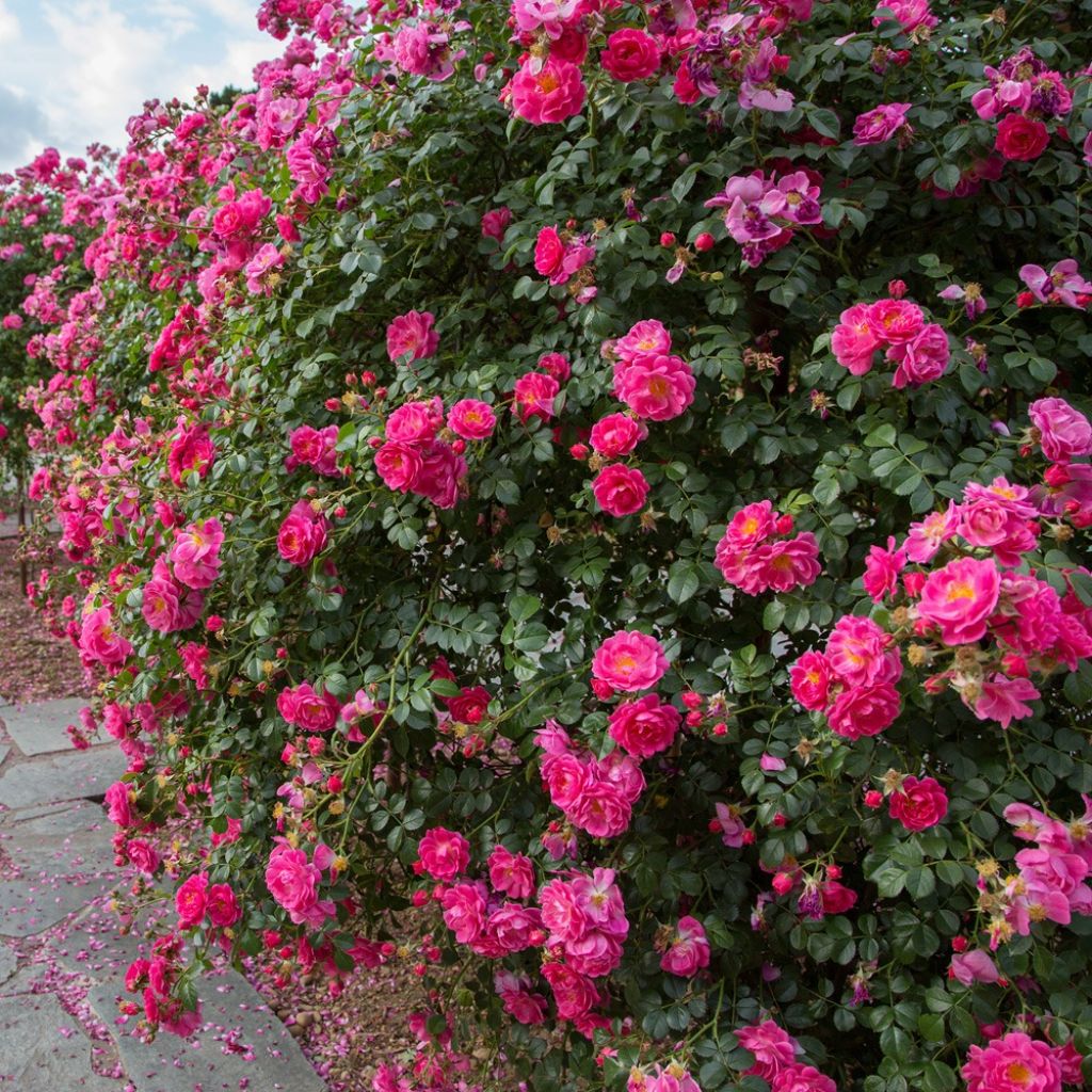 Roseira chorão Magic Meidiland