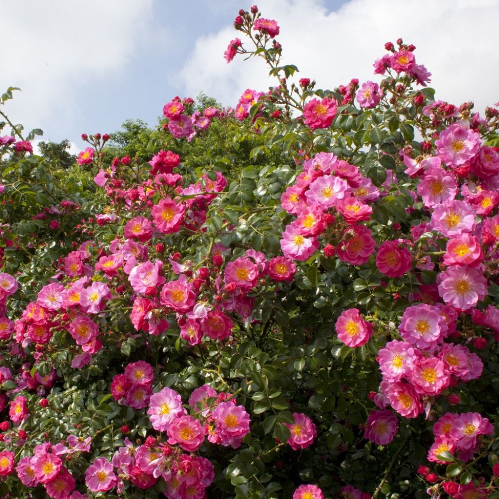 Roseira chorão Magic Meidiland