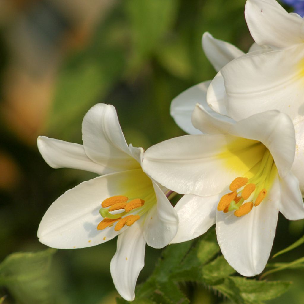 Lírio-real Album - Lilium regale