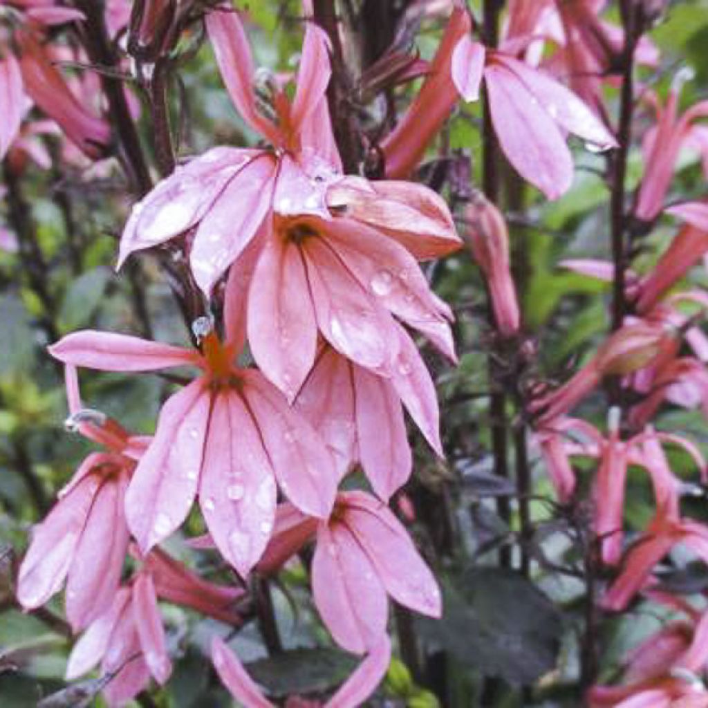 Lobélia speciosa Fan Orchid Rose
