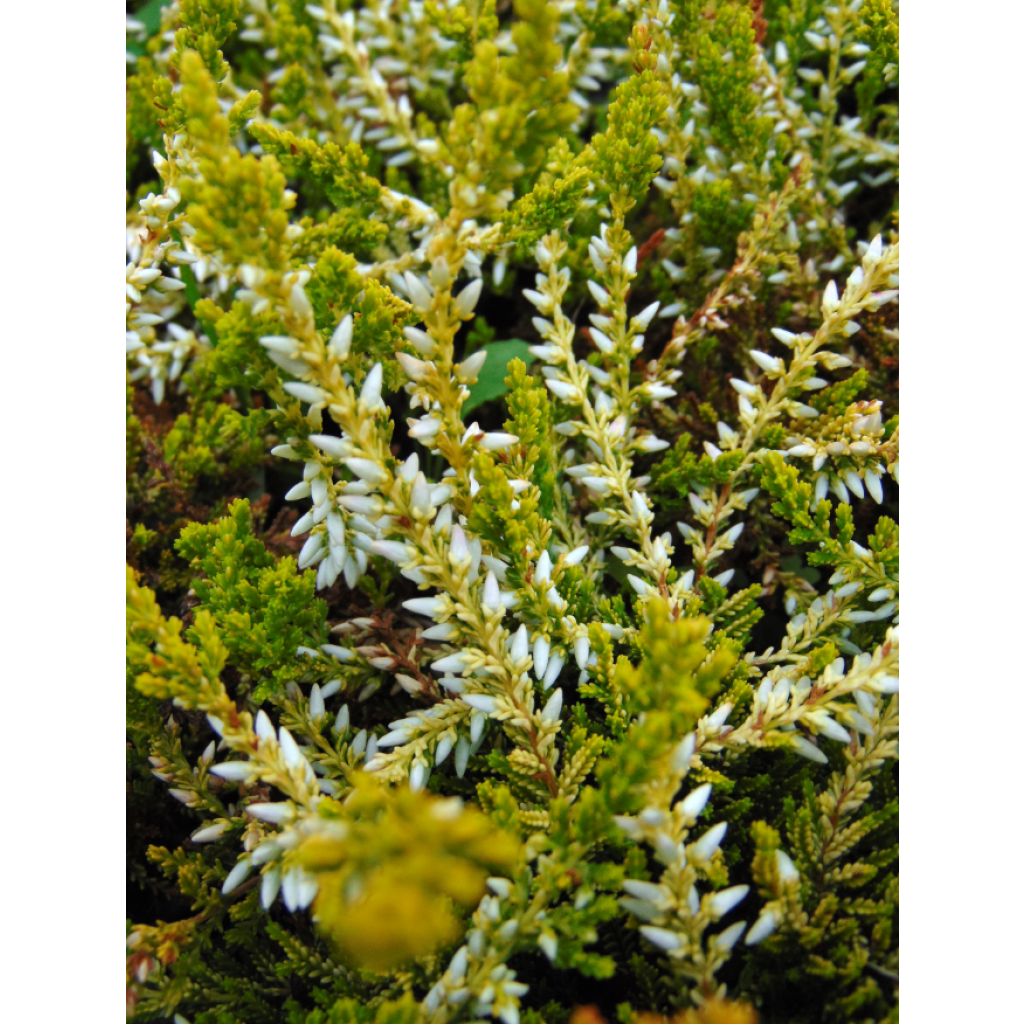 Calluna vulgaris Sandy