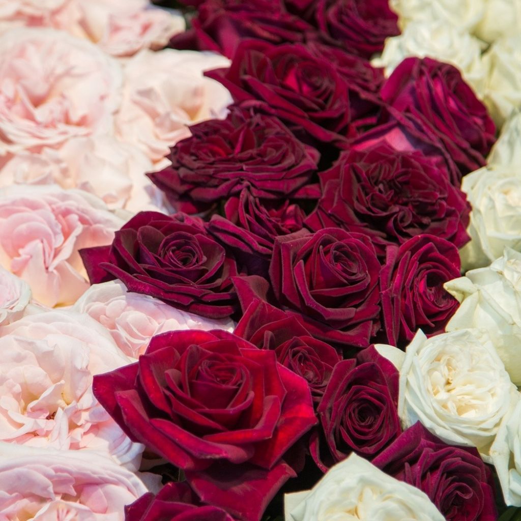 Roseira de flor grande Black Perfumella