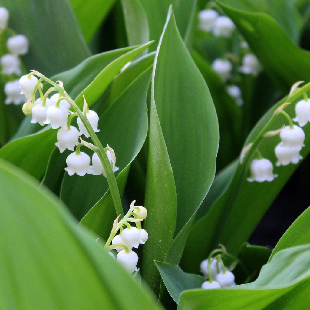 Convallaria majalis Branco